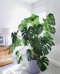 Monstera Love In 2020 Plants Plant Leaves Monstera