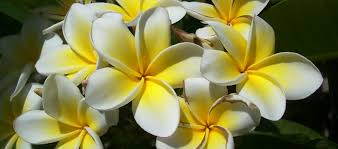 Perennis), a native to the eastern u.s.; Plumeria Frangipanis Hawaiian Lei Flower Gill Garden Center Landscape Co