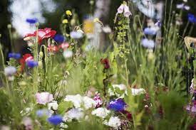 Summertime Summertime Love Flower The Earth Laughs In Flowers