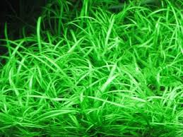 Image result for Ranalisma