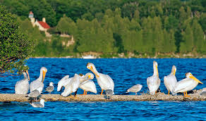 One of the largest north american birds, the american white pelican is majestic in the air. What Do You Call A Group Of Pelicans Door County Today