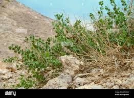 Image result for Capparis cartilaginea