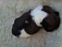 Havanese x bichon are havachon if you are looking for an amazing puppy, then look no further have so much love❤️ we have one boy. In Home Raised Havanese Puppies For Sale In Sanford North Carolina Classified Americanlisted Com