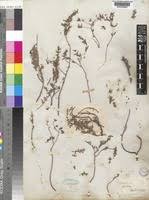 Image result for Euphorbia neopolycnemoides