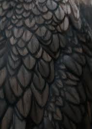 Assassin S Creed Odyssey Birds Of A Feather Double Crested Cormorant Feather Texture Macro Everglades Np Anhinga Trail 2 12 Jpg 3297 4615 Feather Texture Feather Pattern Photography