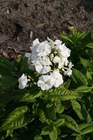 Phlox Paniculata Pax Lubera De In 2020 Flammenblume Grosse Pflanzen Pflanzen