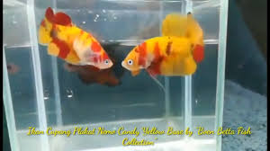 Ikan cupang terdiri dari ikan cupang hias hingga ikan cupang aduan. 44 Ikan Cupang Nemo Yellow Png