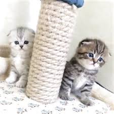 Please visit craigslist from a modern browser. Calico Kittens For Sale Craigslist Online Shopping