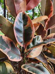 Image result for Ficus elastica