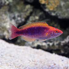 The male has a bright yellow and red body with blue, brown, and white ornamentation. Multicolor Lubbock S Fairy Wrasse Saltwater Aquarium Fish