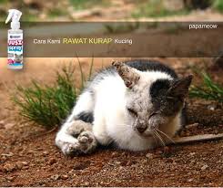 Ucapan doa terima kasih dalam islam ubat resdung di farmasi untuk kanak kanak ubat untuk ulser mulut ubat untuk paru paru berair ucapan doa bayi baru lahir ubat sakit mata untuk kanak kanak ucapan assalamualaikum dan selamat pagi bergambar terbaru ubat tahan sakit paling kuat. Papa Meow Cara Rawat Kurap Kucing Jangkitan Kurap Facebook