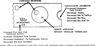 We did not find results for: Figure 13 From Effect Of Estrogens On The Liver Semantic Scholar
