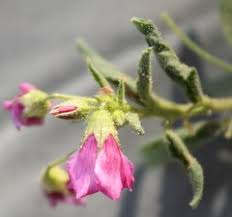 Image result for Hermannia kirkii