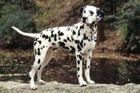 Diy Grooming Dalmatian Puppies For Sale Dalmatian Dogs Dalmatian Puppy