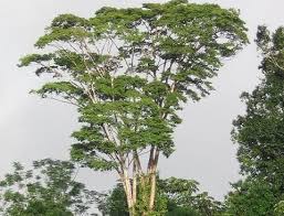 5 Facts About Purpleheart Wood Unique Plants Purple Heart Wood Wood Tree