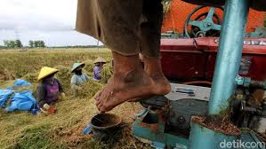 Adapun asosiasi pengusaha juga tak mau kalah. Upah Riil Buruh Tani Turun Jadi Rp 52 566 Hari