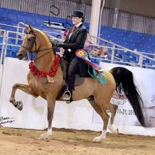 Total 8 active olympia horse show promotion codes & deals are listed and the latest one is updated on march 31 2021; Scottsdale Arabian Horse Show 2022 Live On Twitter We Provide Live Streaming Information Of The Olympia Horse Show 2018 Live Stream Right Here Let S Check Out More Details About Olympia The London