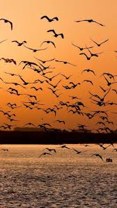 Birds Flying In The Sky Sunset Dusk Sunset Bird Fly Lake Landscape Animal Beautiful Birds Landscape Birds In Flight