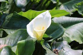 13 Common Flowers That Are Poisonous You Never Knew Lily Plants Lilly Plants Calla Lily