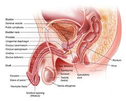 The most common testicular cancer symptom is a lump or a swelling in your testicle. Varicoceles Symptoms Diagnosis Treatment Urology Care Foundation