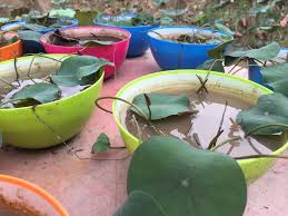 Maybe you would like to learn more about one of these? Kebun Teratai Anak Pokok Teratai Usia Sebulan Facebook