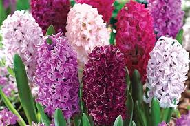 You'll need all the correct fountain story answers if you want a chance at winning this new halo you are in awe of how beautiful they appear and decide to pick a handful to make a delightful bouget. Top 10 Spring Flowering Bulbs Thompson Morgan