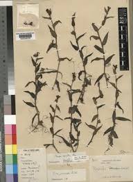 Image result for Floscopa leiothyrsa