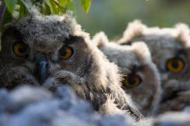 For third edition material, it should be noted that pathfinder does have some descriptions of owlbears and their noises and/or lack thereof, but i'm not sure that system is within the. Nature In The Quarry The Eurasian Eagle Owl Budo Budo Feel Undisturbed By All The Noise Of Heavy Machinery In The Quarry