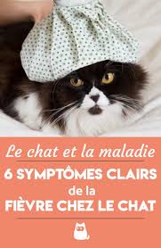 Epingle Sur Chats Et Chatons
