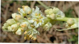 Image result for Cephalocroton