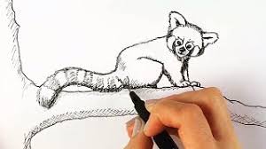 I drew this on strathmore drawing paper. How To Draw A Red Panda Step By Step Easy Youtube