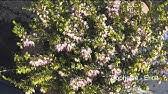 Bewonder zeker de indrukwekkende serres. Oranjerie Plantentuin Meise Orangerie Jardin Botanique Meise Youtube