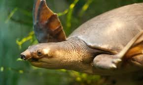 Image result for turtle