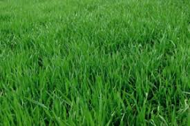 10 do i need to overseed lawn every year? Benefits Of Overseeding St Charles Mo Lawn Doctor Of St Louis St Charles