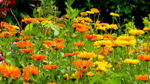 Das wetter ist schon im sommer. Was Bluht Im Sommer Gartennatur Com