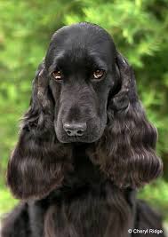 Black And Tan Cocker Spaniel For Sale Near Me Ultimate Puppy Dog Eyes Someone Really Wants A Wallybed Cocker Spaniel Dogs Petbeds Animals Dogbeds Dogs Beautiful Dogs Cute Animals