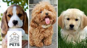 5 สายพ นธ ส น ขท เป นม ตรก บเด ก suitable dogs for family young children my home โกลเด น ร ทร ฟเวอร บ เก ล ชเนาเซอร