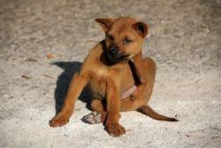 You'll have to remove the allergens. Causes Of Hair Loss In Dogs Handicapped Pets Blog