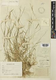 Image result for Capillipedium