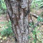 Image result for Bridelia mollis