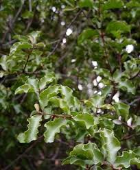Image result for Euclea undulata