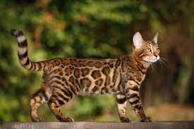 Cat's behavior is a mystery sometimes, and you want to understand them so you can. Bengalkatze Alle Infos Im Rasseportrat Herz Fuer Tiere De