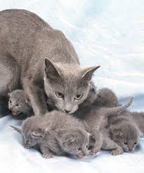 Very friendly and used to being around people. Russian Blue Kittens Finding A Cat And Your First Days Together