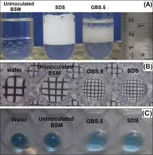 Describes the effects when workers come into contact with the chemical and how to proceed in case of an accident. Carbazole Degradation And Biosurfactant Production By Newly Isolated Pseudomonas Sp Strain Gbs 5 Sciencedirect