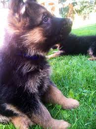 German shepherd dog breeders of old world style german shepherdss. Baby Zeus Our German Shepherd Puppy At 6 Weeks Old I Can T Wait To Take Him Home Working Dogs Breeds German Shepherd Puppies Pretty Animals