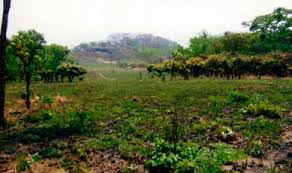 Image result for Cheilanthes angustifrondosa