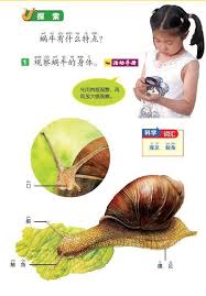 蝸(か)牛(ぎゅう) • (kagyū) ←くわぎう (kwagiu)? ç§'å­¸åŒ¯ å°è¸ç‰› å¤§å¥§ç§˜ æ¯æ—¥é ­æ¢