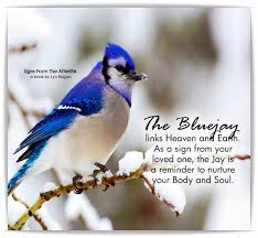 51 pet loss quotes to boost your spirits. I See Bluejays Ever Since My Dad Died Signs From Heaven Angel Signs The Other Side Book