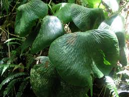 Image result for Antrophyum