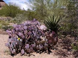 The selection of items is average, need more perennials. 5 Plants You Ll See Everywhere When You Move To El Paso Tx Sparefoot Moving Guides